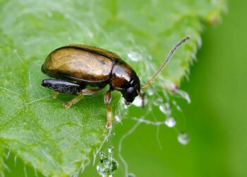 Проти хрестоцвітої блішки — полин і кульбаба