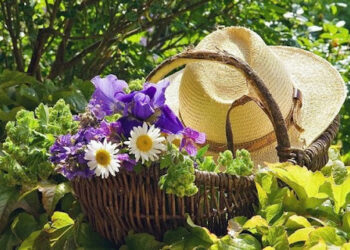 Серпень на городі, в саду та квітнику