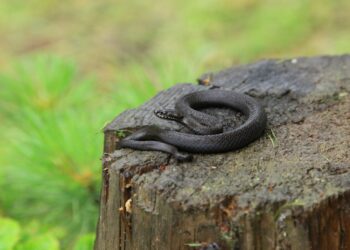 Що робити при укусах плазунів