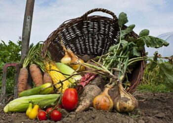 Вересень на городі, в саду та квітнику