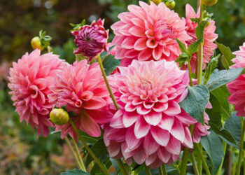 Як виростити жоржини з великими квітами