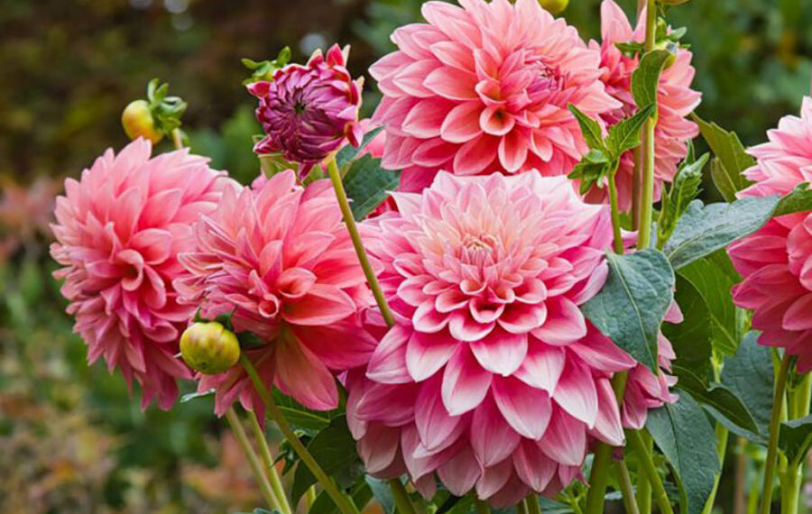 Як виростити жоржини з великими квітами