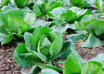 На капусті не зав’язуються качани: що робити?