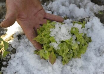 Як врятувати рослини після граду