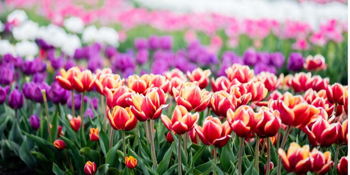 Чи зацвітуть тюльпани?