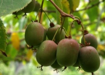 Коли заплодоносить актинідія?
