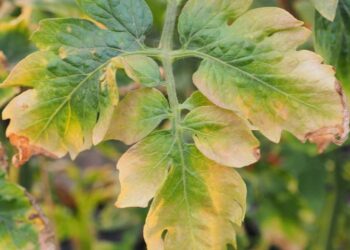 Погано городина росте? Бракує калію