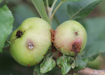 Проти яблуневої плодожерки — квас