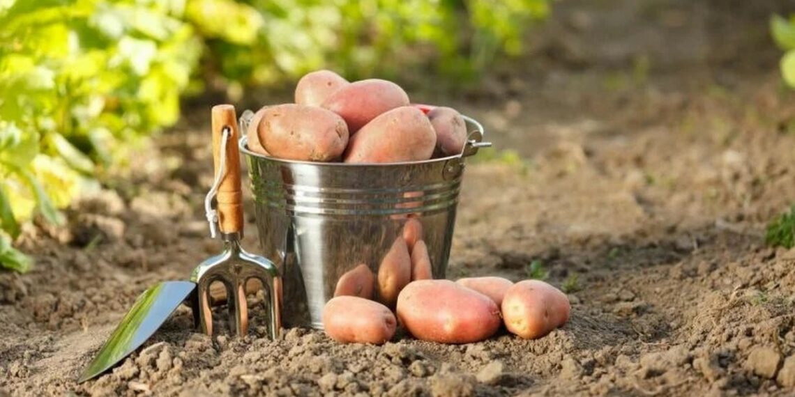 Коли викопувати картоплю на зимове зберігання?