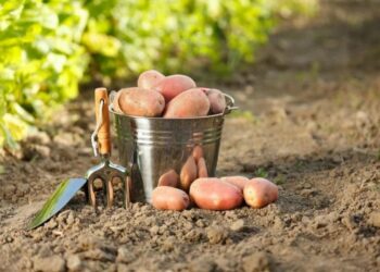 Коли викопувати картоплю на зимове зберігання?