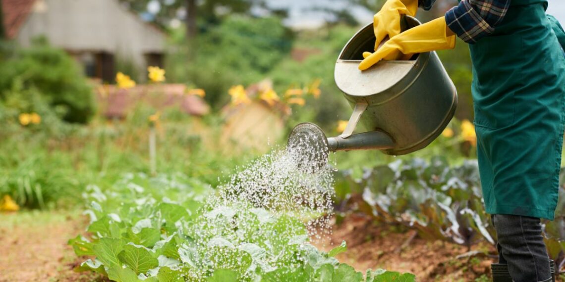 Як захистити рослини від спеки