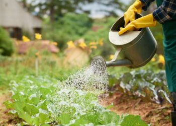 Як захистити рослини від спеки