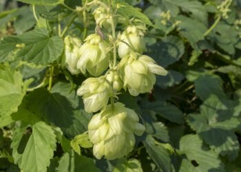 Як позбутися хмелю