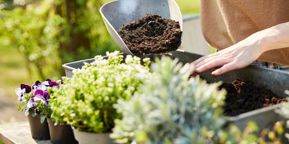 Що потрібно знати, висаджуючи рослини влітку