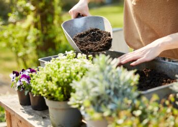 Що потрібно знати, висаджуючи рослини влітку