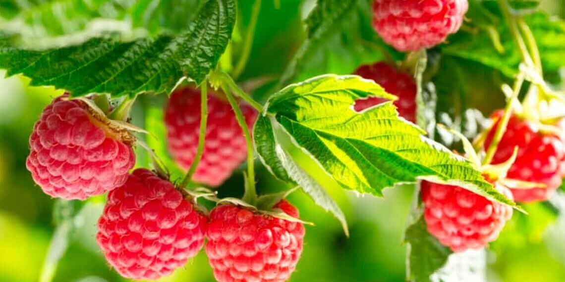 Про малину дбають, якщо поливають