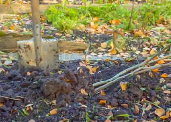 Як перевозити і зберігати саджанці