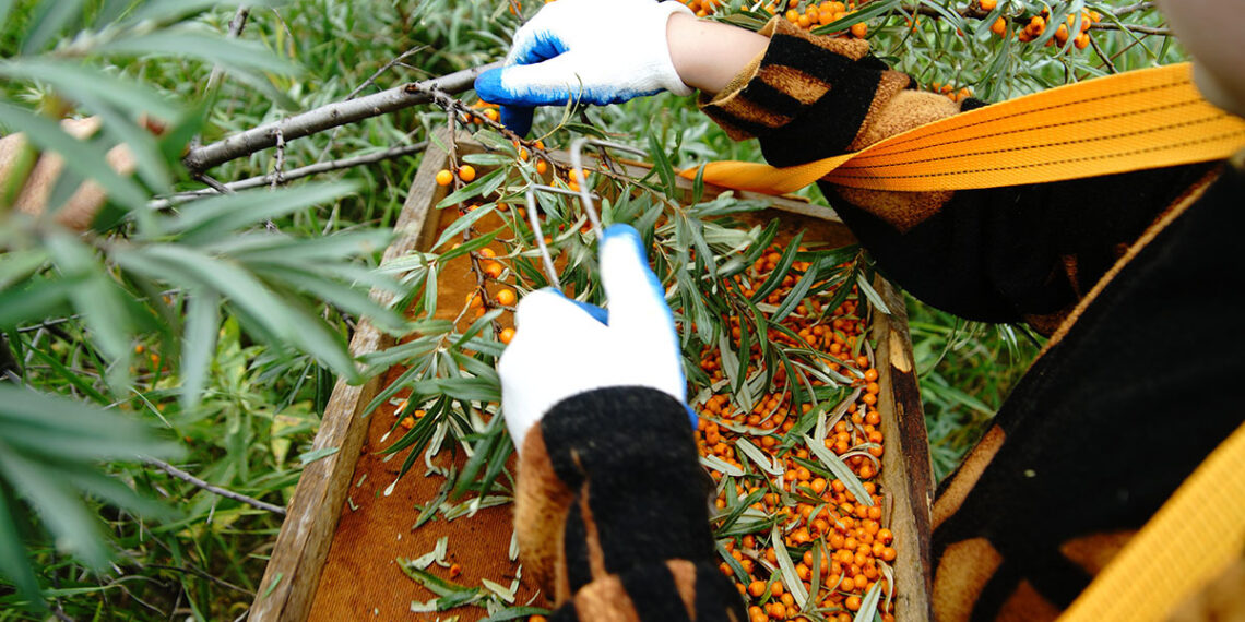 Сезон збору обліпихи оголошено відкритим