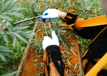 Сезон збору обліпихи оголошено відкритим