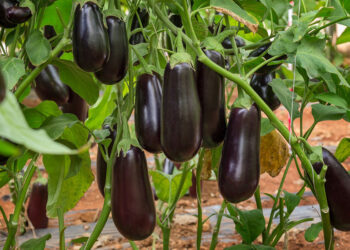 Баклажани на насіння дозарюють