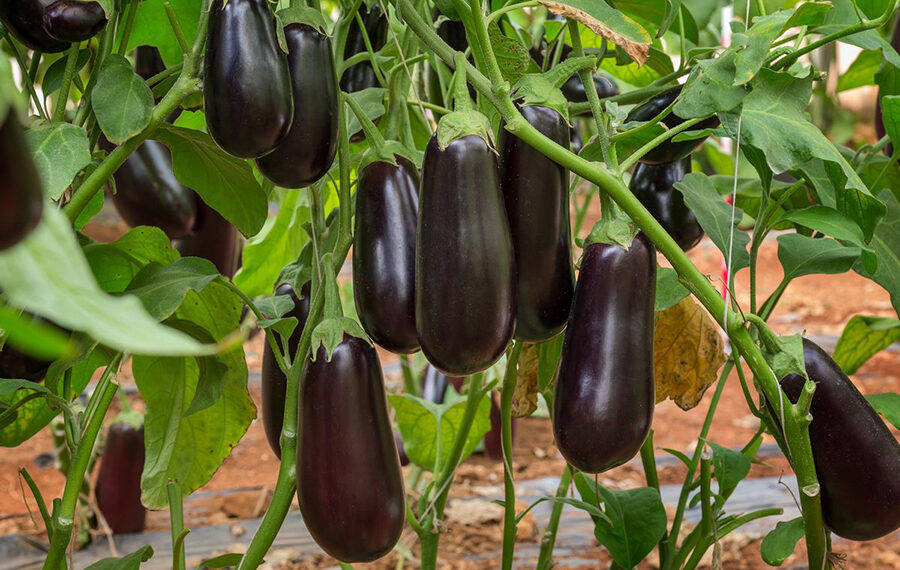 Баклажани на насіння дозарюють