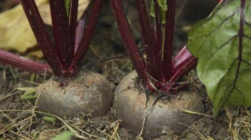 Як прогнати церкоспороз із буряків