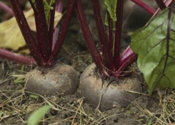 Як прогнати церкоспороз із буряків