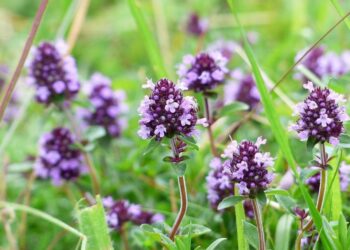 Як виростити чебрець