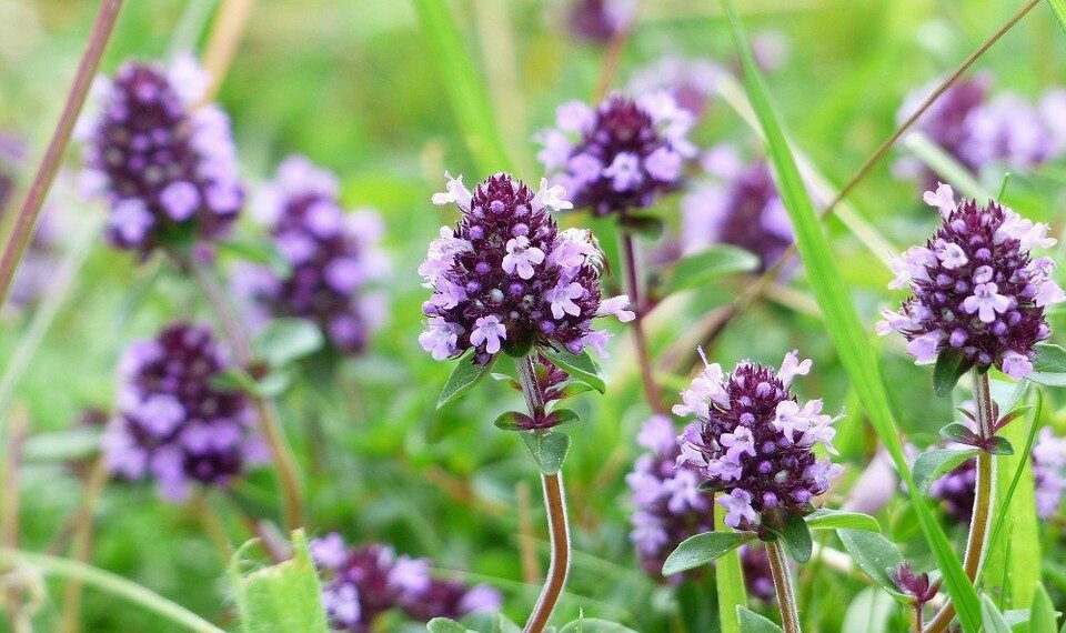 Як виростити чебрець