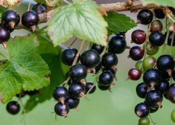 Як доглядати за смородиною у вересні, щоб отримати щедрий урожай наступного року