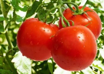 Як підвищити урожайність помідорів