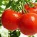 Як підвищити урожайність помідорів