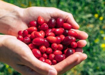 Аби кизил не осипався