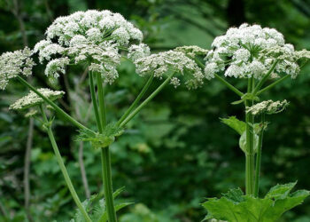 Небезпечний борщівник: чого варто остерігатися?