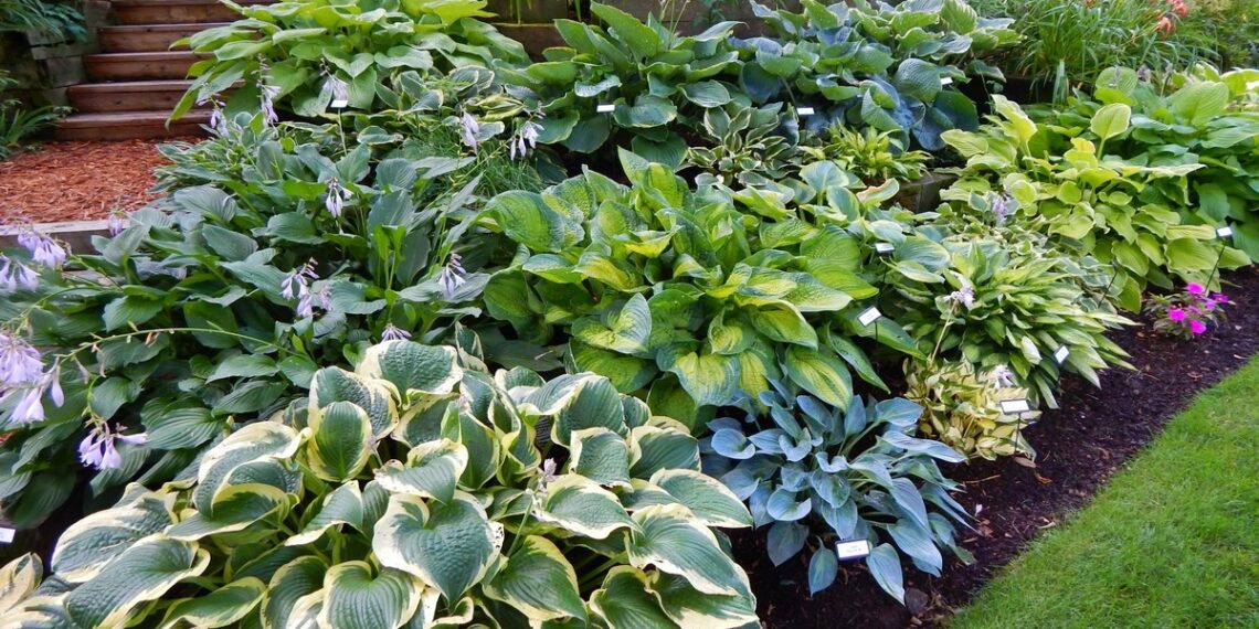 Які хости слимаку до смаку