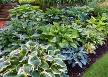 Які хости слимаку до смаку