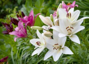 Після цвітіння лілії не турбуйте