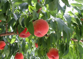 Який він, персик із кісточки