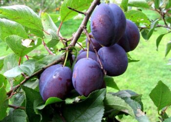 Чому плаче слива