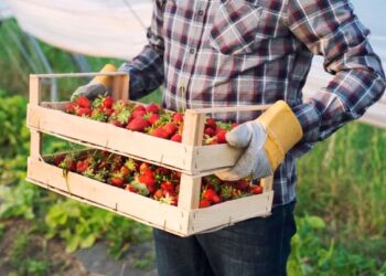 Хто є сезонним працівником та які його права