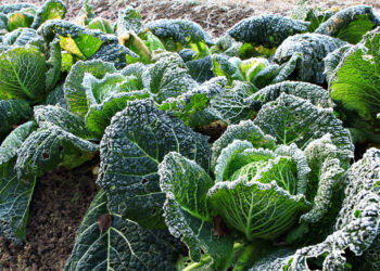 Савойська капуста — смачна і корисна