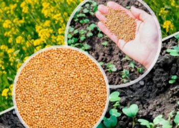 Час купувати насіння сидератів