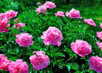 Півонія любить простір