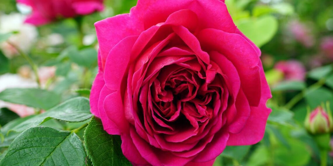 Чи шкідливе для троянди пізнє цвітіння?