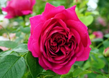 Чи шкідливе для троянди пізнє цвітіння?