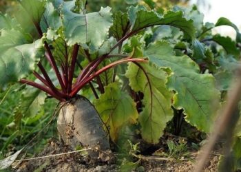 Копаємо буряки не пізно і не рано