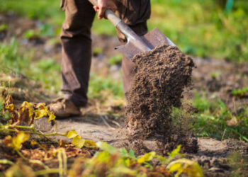 Чим восени ґрунт підживити