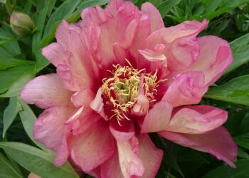 Іто-півонії цвітуть рясно і довго