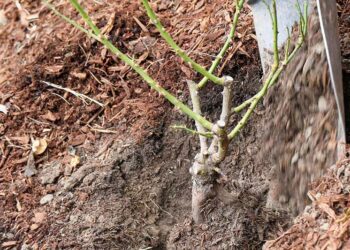 Перша половина осені — найбільш сприятлива пора для посадки троянд