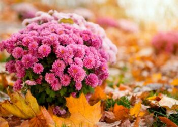 Настали холоди — підгорніть хризантеми